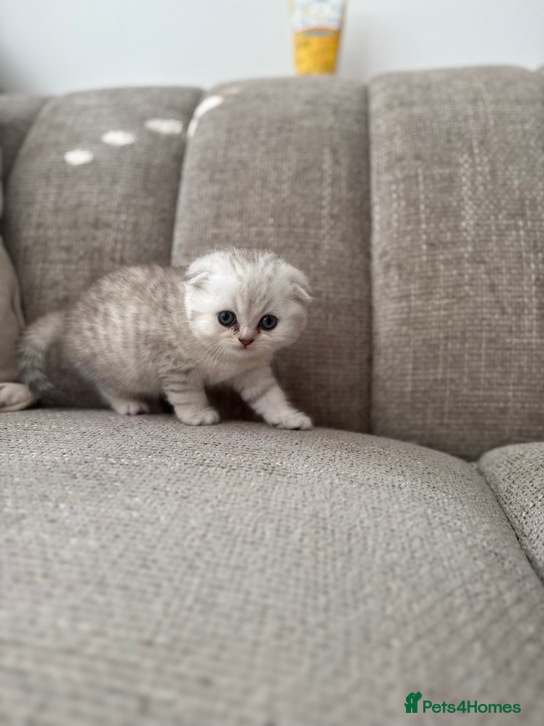 Scottish Fold cats for sale: Chunky Scottish fold boy  - Image 6