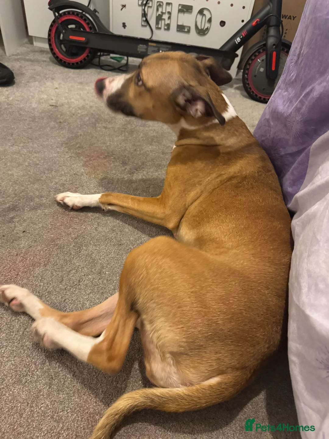 Mixed Breed dogs for sale: Bella female dog  - Advert 2