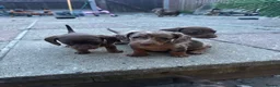 Miniature Dachshund dogs for sale: 6 beautiful miniature dachshund puppies - Advert 14