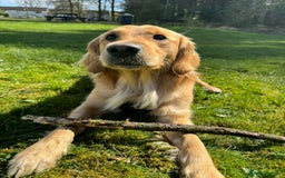 Golden Retriever dogs for sale: Perfect Golden Retriever Puppies - Advert 8