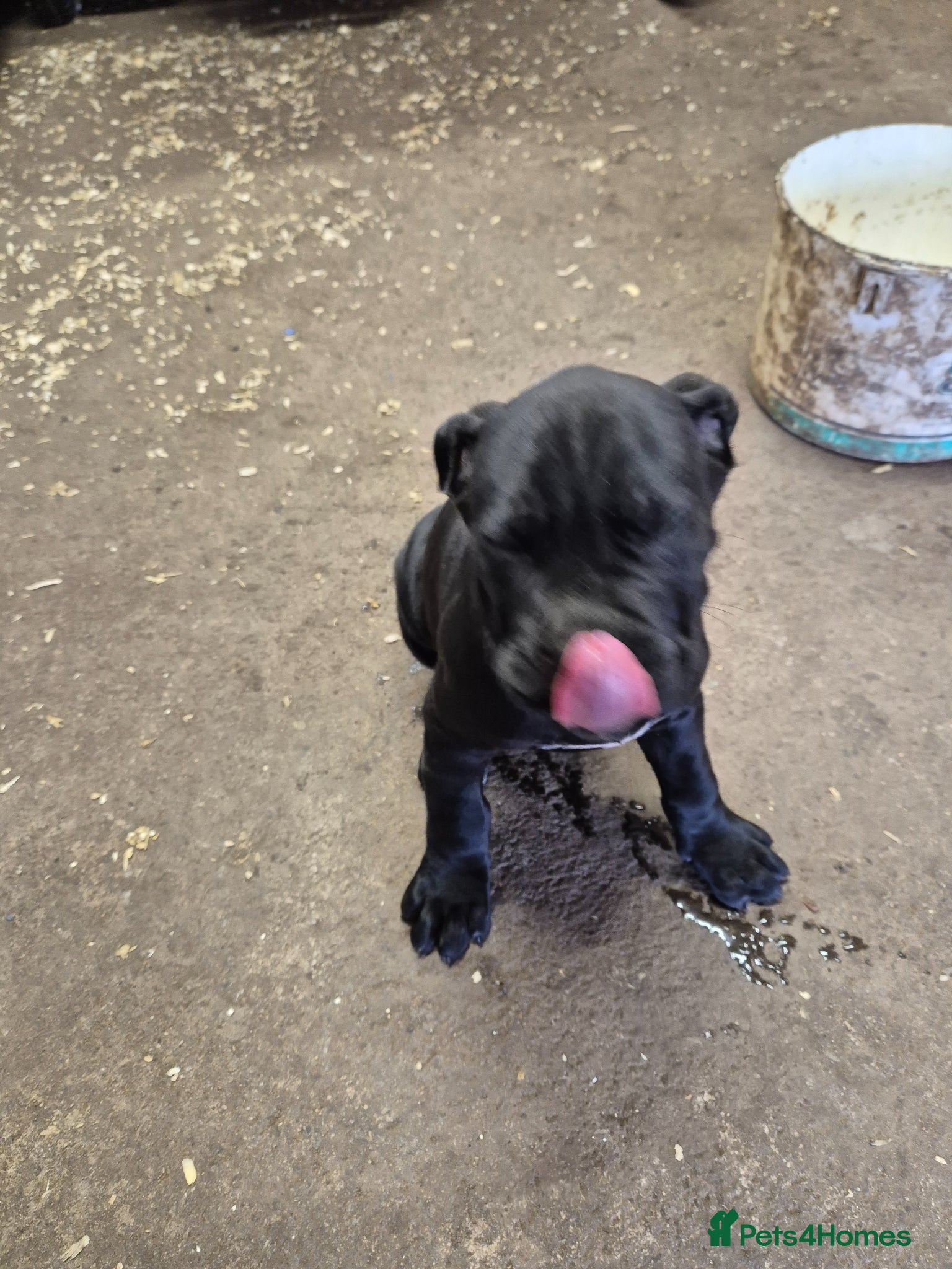 Cane Corso dogs Cane Corso liter - Advert 2