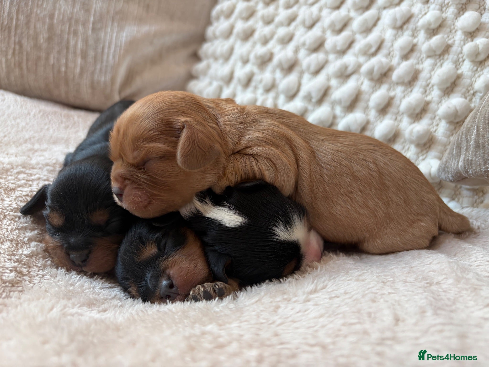 Cavalier King Charles Spaniel dogs 🧡One Ruby male KC & extensively Health tested - Advert 4