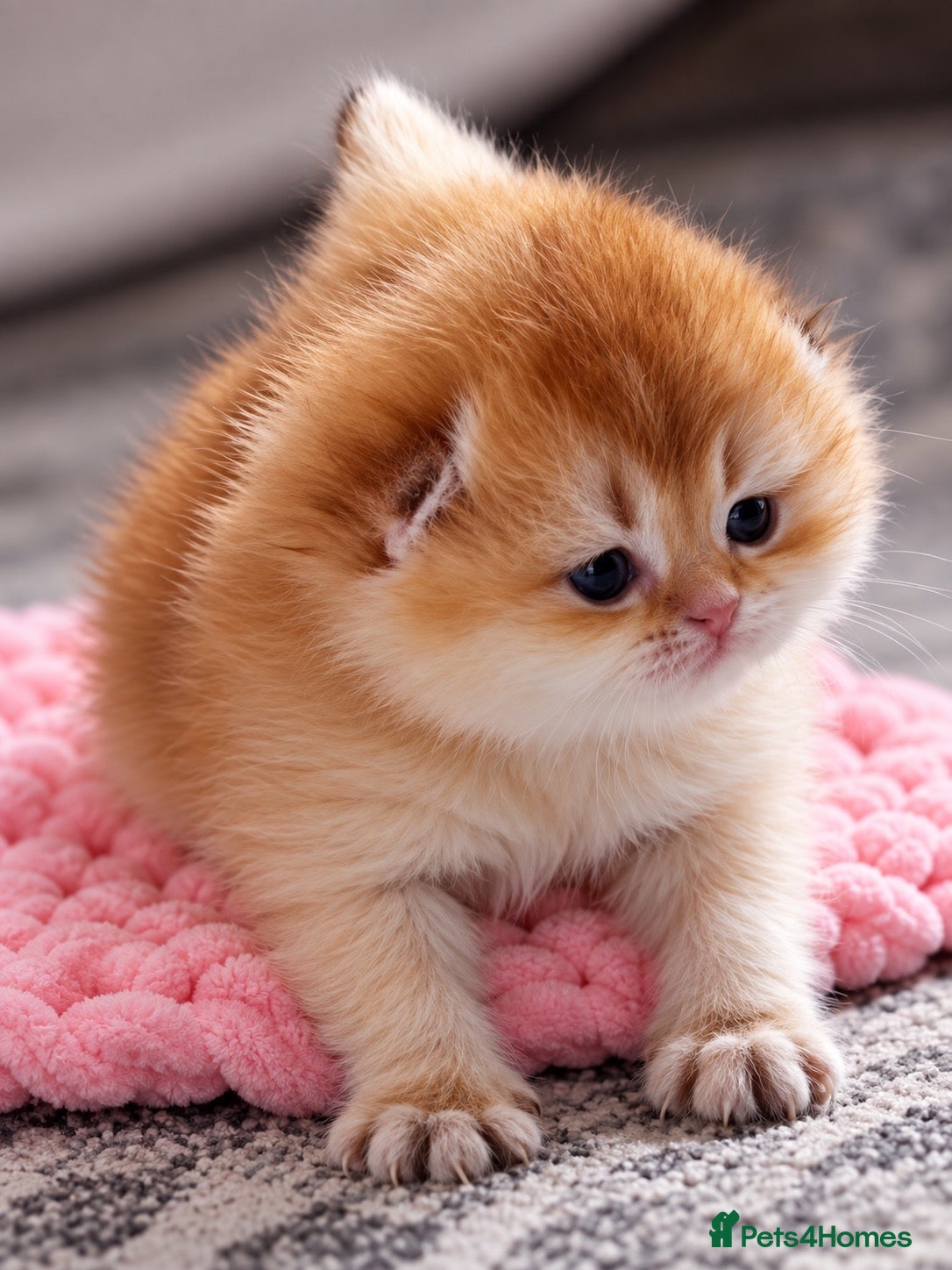 British Shorthair cats ✨Exclusive Golden BSH babies teddy bear type🧸✨ - Advert 2