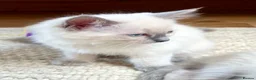 Ragdoll cats for sale:  Blue Ragdoll health tested ready now - Advert 16