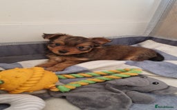 Yorkshire Terrier dogs for sale: 2 Male Yorkshire Terriers  - Image 6