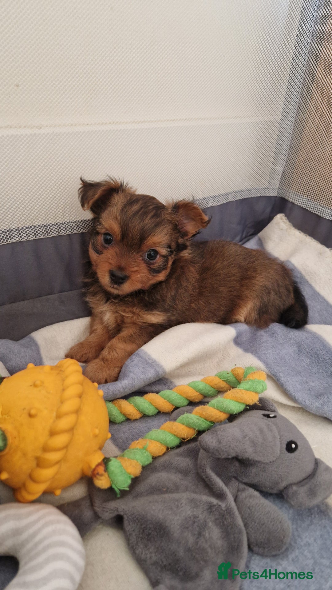 Yorkshire Terrier dogs for sale: 2 Male Yorkshire Terriers  - Image 6