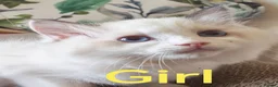 Ragdoll cats for sale: GCCF REGISTERED BEAUTIFUL RAGDOLLS KITTENS  - Advert 26