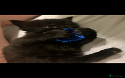 British Shorthair cats for sale: 4 kittens is looking for a loving home in Burton-on-Trent - Image 3