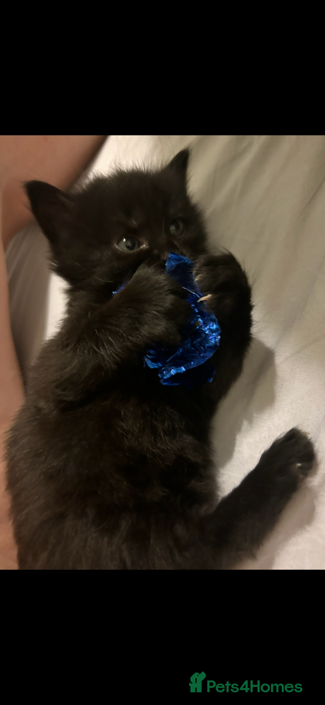 British Shorthair cats for sale: 4 kittens is looking for a loving home in Burton-on-Trent - Image 3