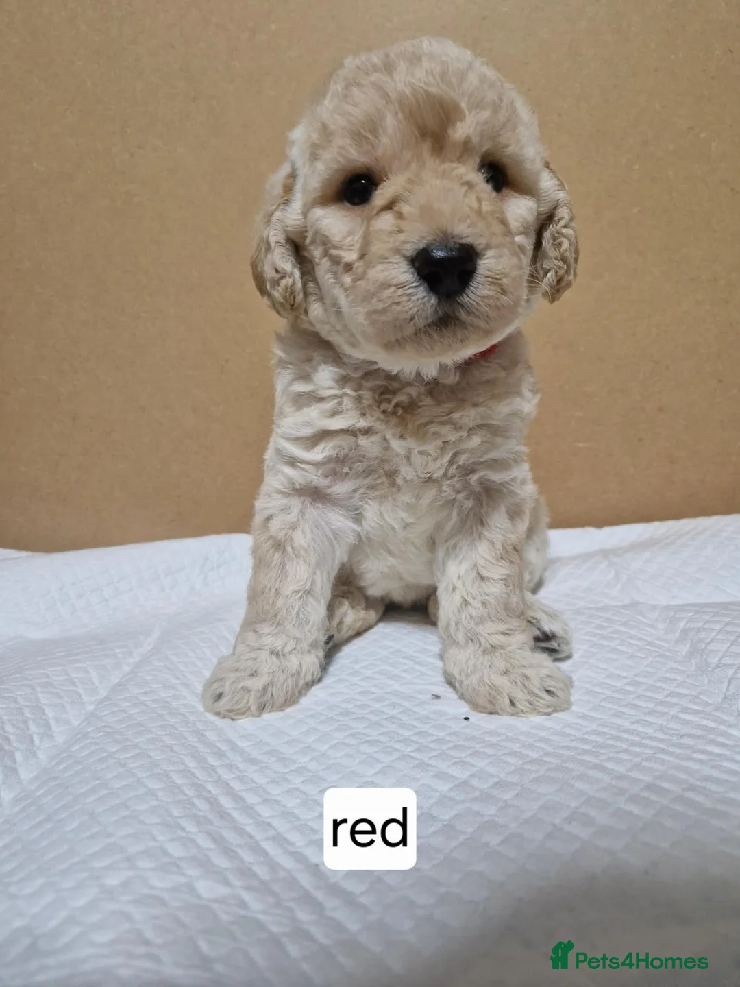 Mixed Breed dogs for sale: Beagle Doodles - Advert 11