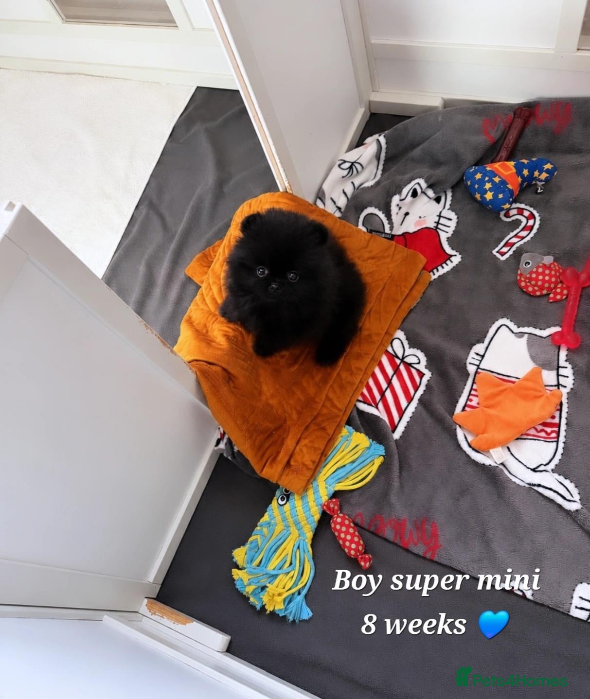 Pomeranian dogs for sale: NEW PICS TOP QUALITY 2 💙 1 🩷 left 30+🏆in lines - Advert 2