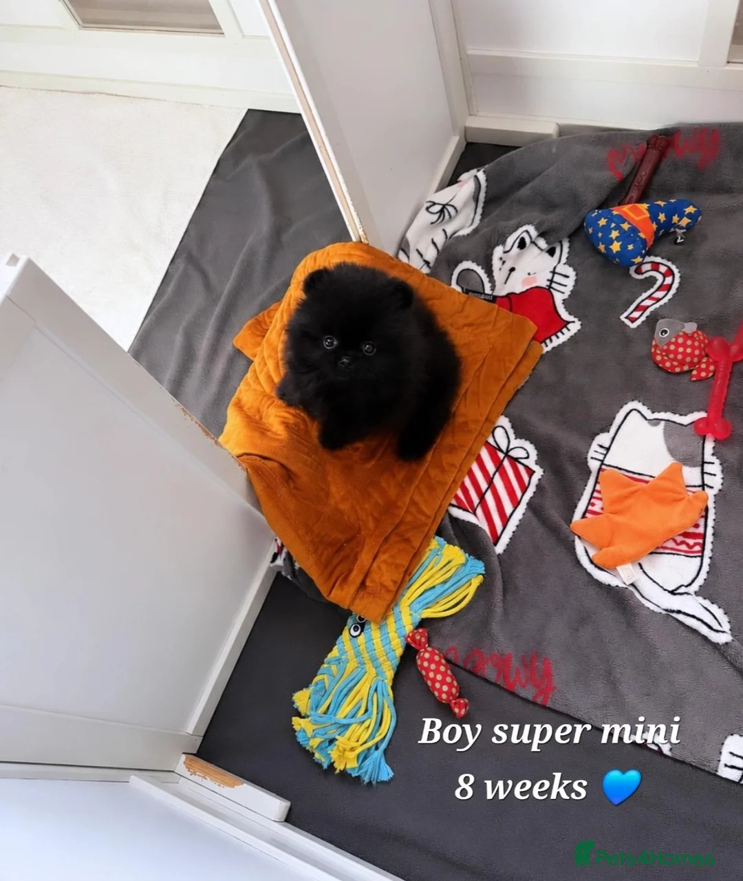 Pomeranian dogs for sale: NEW PICS TOP QUALITY 2 💙 1 🩷 left 30+🏆in lines - Advert 1