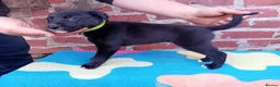 Mixed Breed dogs for sale: Lurcher pups (Collie x Whippet) - Advert 24