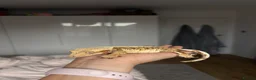 Gecko reptiles for sale: 2y/o Female Crested Gecko & Bioactive Vivarium - Advert 5