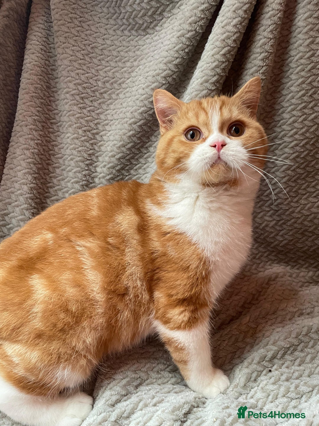 British Shorthair cats for sale: Older rare goldens n c/points 🐱   in Ashton-under-Lyne - Advert 22