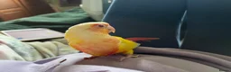 Conures birds for sale: Conure - Advert 6