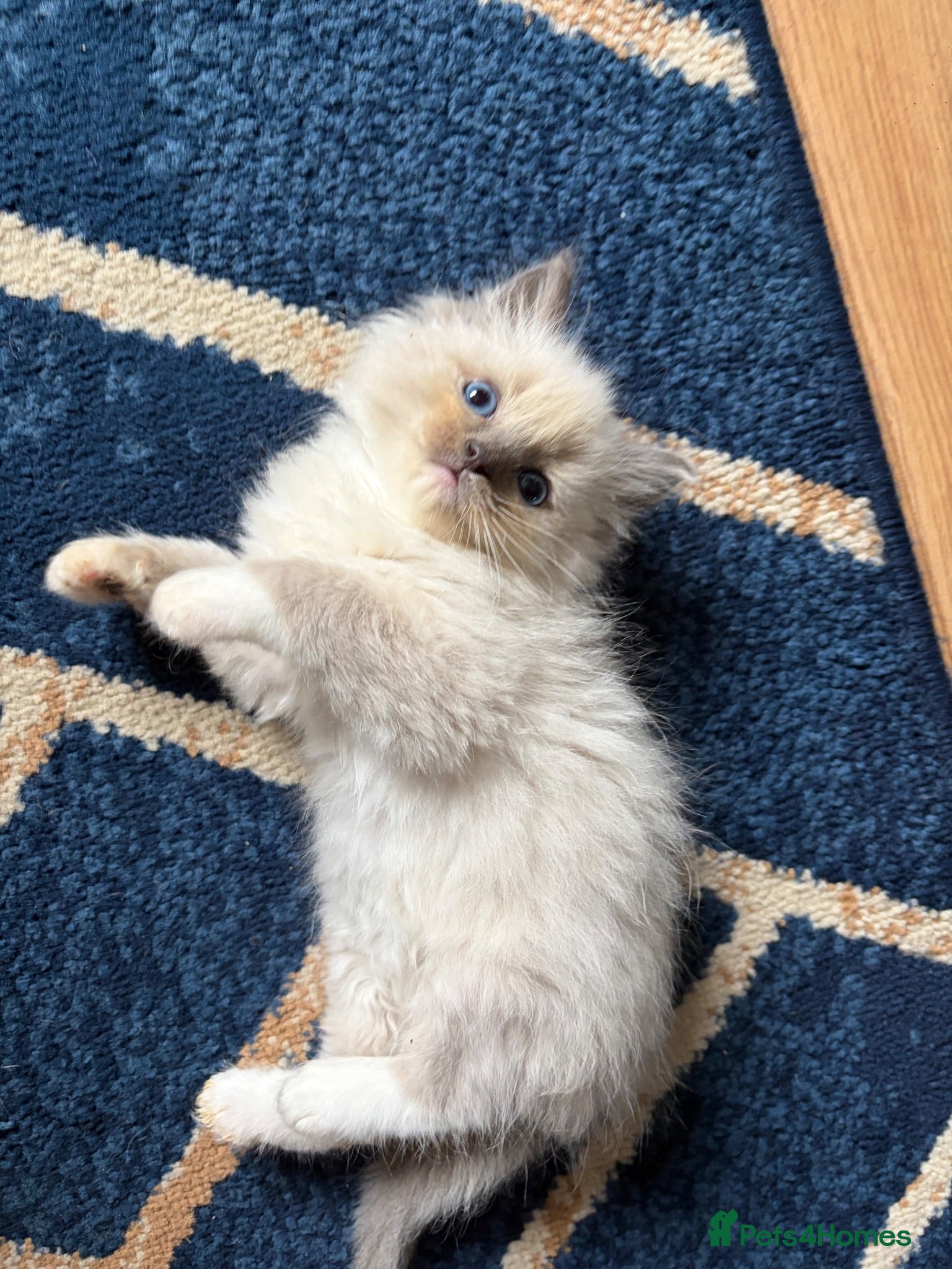 Ragdoll cats Amazing Pure ragdolls  - Advert 1