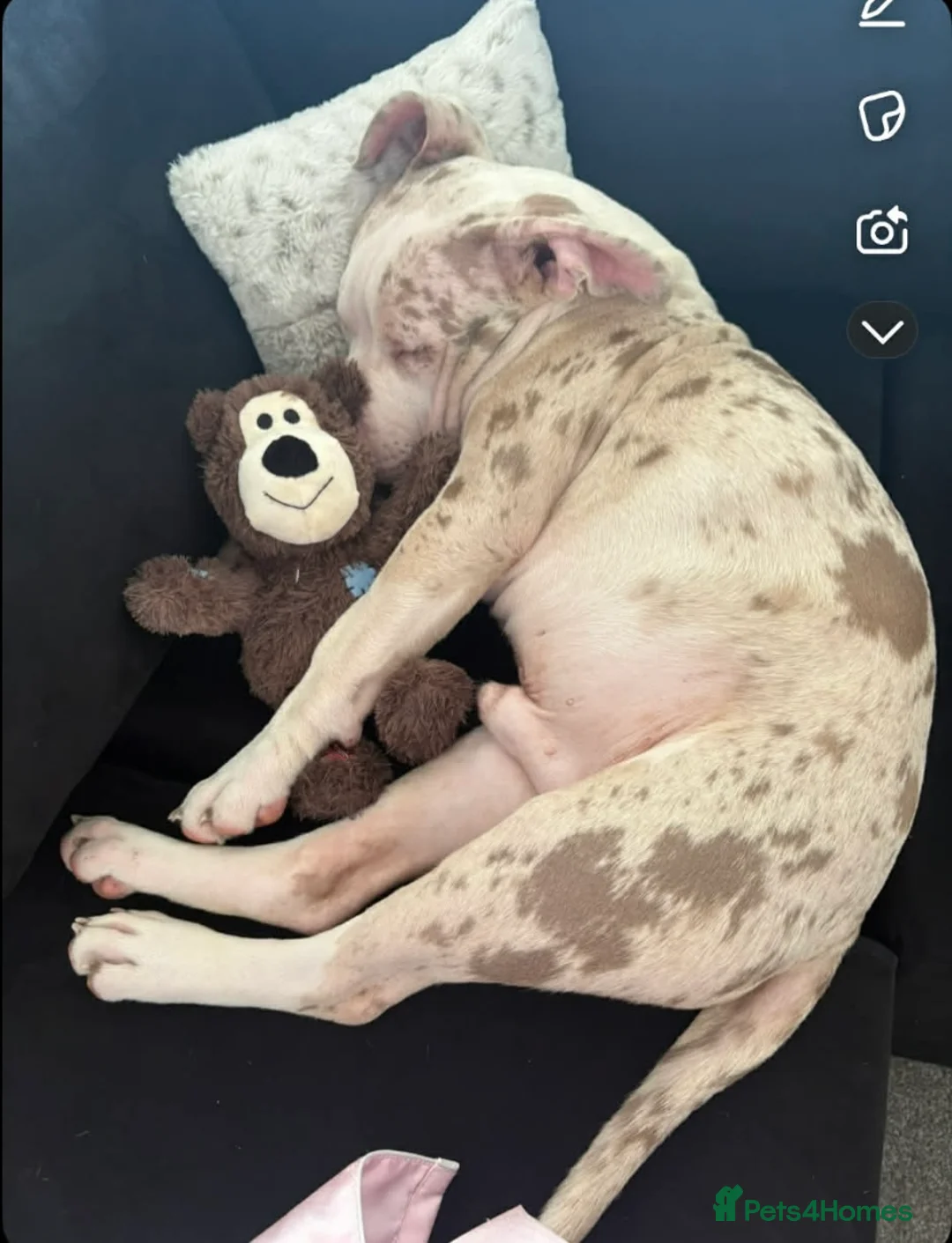 American Bully dogs for sale: Pedigree pocket bully champagne mearl - Advert 1