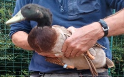 Ducks poultry for sale: Khaki Campbell 2025 drakes, offers considered in Tiverton - Image 9