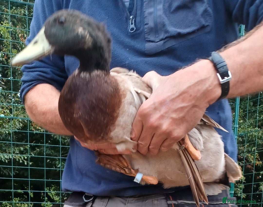 Ducks poultry for sale: Khaki Campbell 2025 drakes, offers considered in Tiverton - Image 9