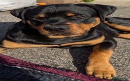 Rottweiler dogs for sale: Rottweiler puppies  - Image 21