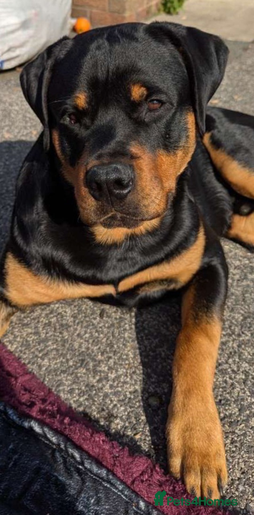 Rottweiler dogs for sale: Rottweiler puppies  - Image 21