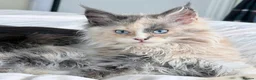 Maine Coon cats for sale: Maine coon TICA in Alton - Advert 8