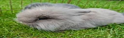 Mixed Breed rabbits for sale: 4 lovely minilop lionhead rabbits  - Advert 10
