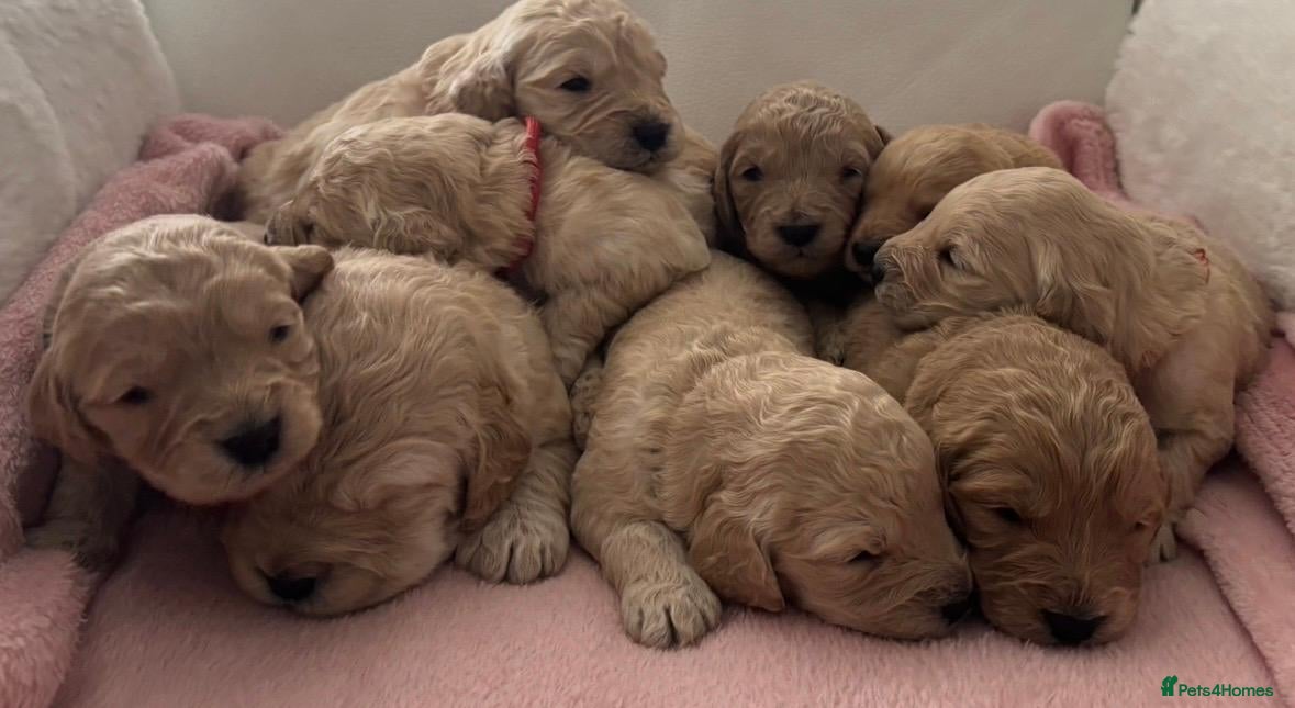 Mini Goldendoodle dogs Miniature Goldendoodle puppoes! - Advert 13