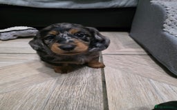 Miniature Dachshund dogs for sale: Stunning miniature longhaired Dachshund pups - Image 10