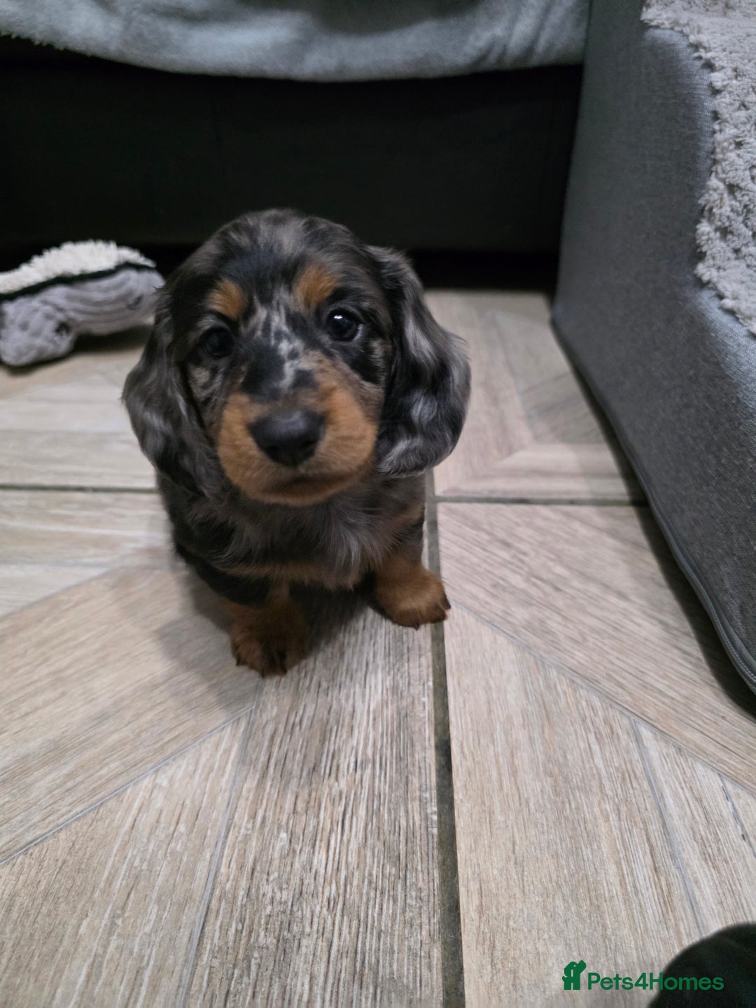 Miniature Dachshund dogs for sale: Stunning miniature longhaired Dachshund pups - Image 10