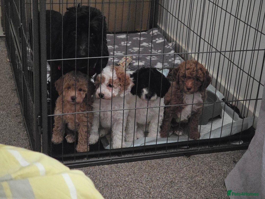 Cockapoo dogs for sale: Cockapoo cross mini poodle female last one  - Image 5
