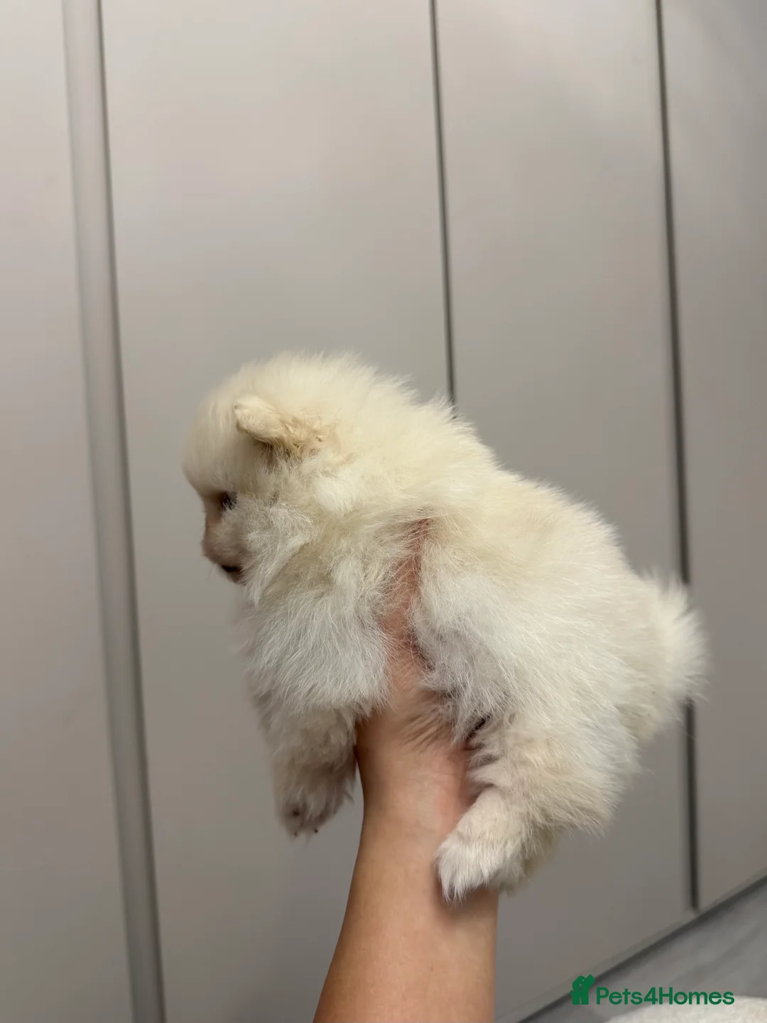 Pomeranian dogs for sale: Teddy Bear Pomeranians  - Advert 2