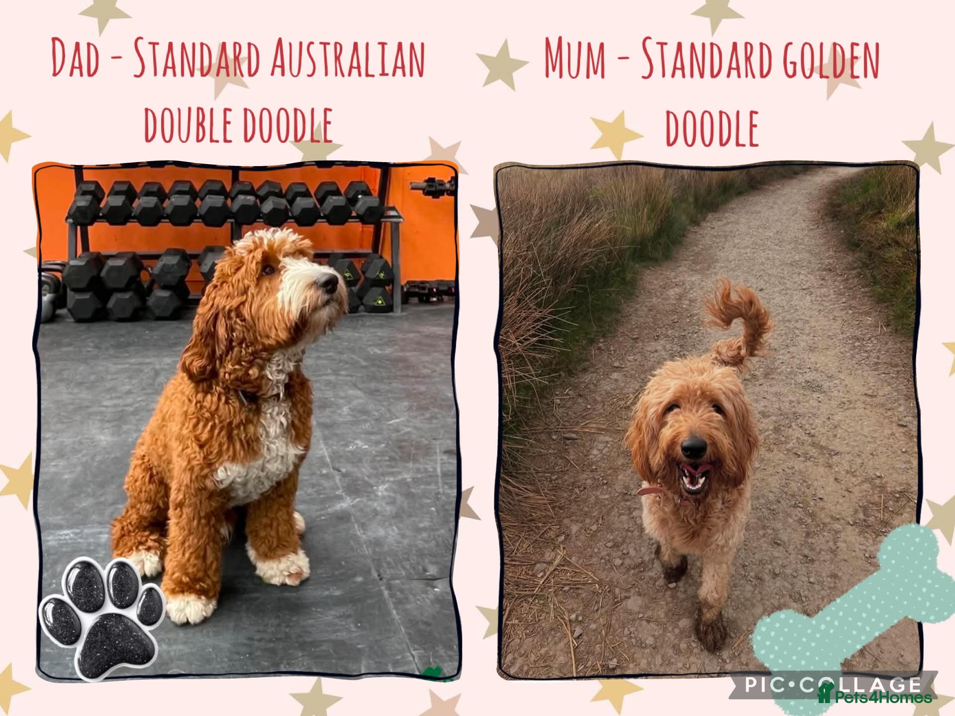 Double Doodle dogs Goldendoodle / Australian Double Doodle  - Advert 1
