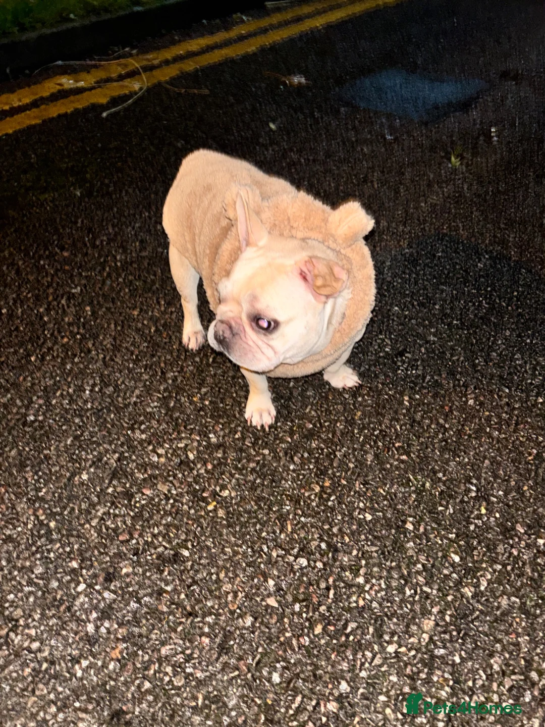 French Bulldog dogs for sale: Coco - Frenchie  - Advert 7