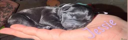 Mixed Breed dogs for sale: Cockerbulls in Swaffham - Advert 3