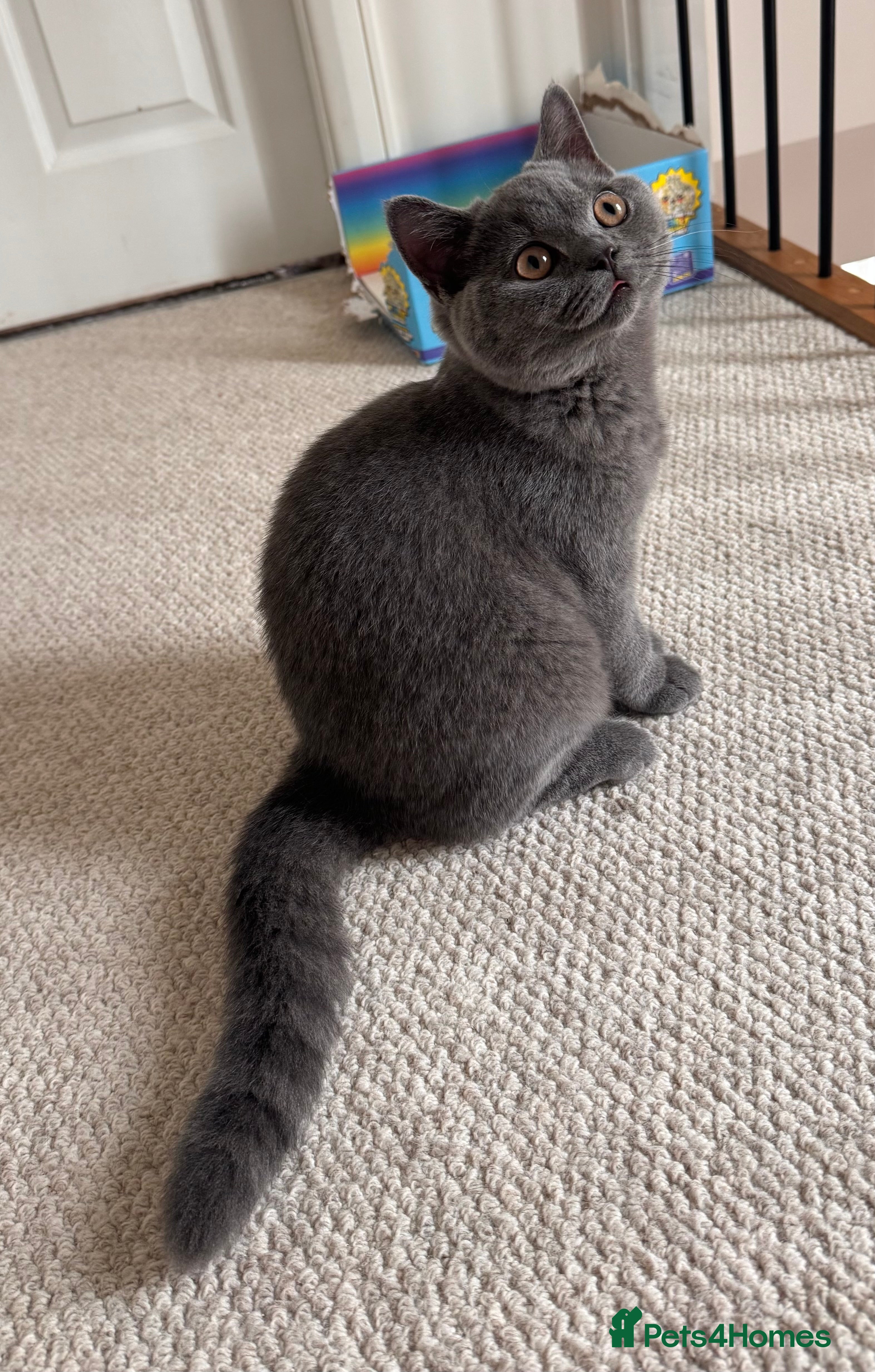 British Shorthair cats Super Cuddly Ready NOW British Shorthair Male GCCF - Advert 2