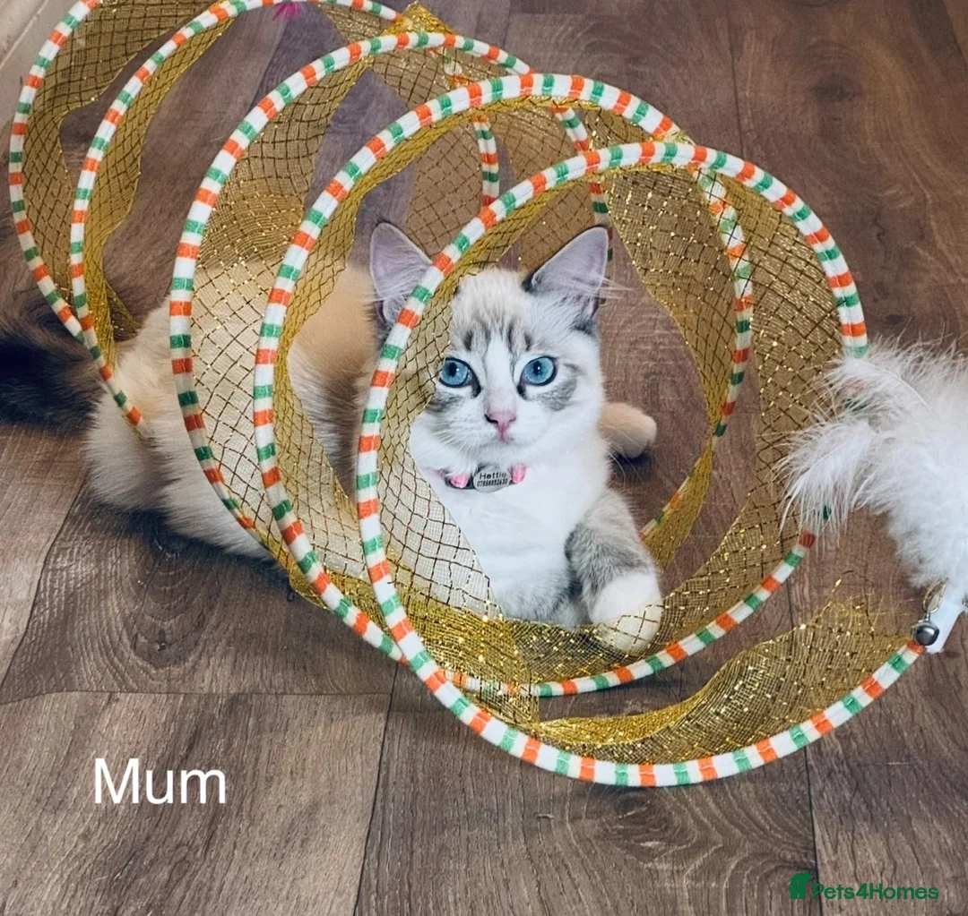 Ragdoll cats for sale: Classic & Mink Ragdoll Kittens - Advert 1
