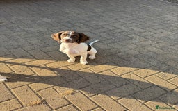 English Springer Spaniel dogs for sale: Liver and white English springer spaniel  - Image 6