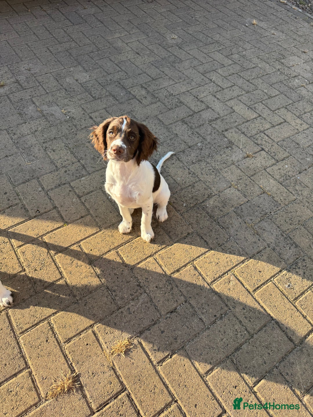 English Springer Spaniel dogs for sale: Liver and white English springer spaniel  - Image 6