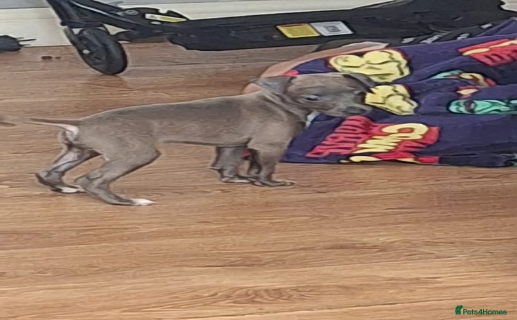 Italian Greyhound dogs - Advert 2
