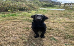 Flat coated Retriever dogs for sale: Young Flatcoated Retriever dog, basics trained - Image 1