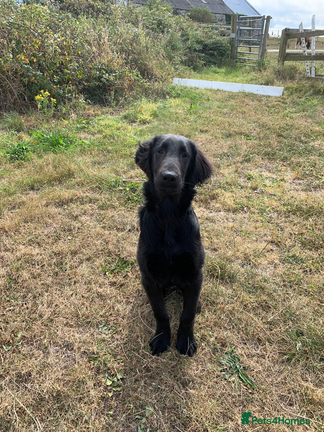Flat coated Retriever dogs for sale: Young Flatcoated Retriever dog, basics trained - Image 1