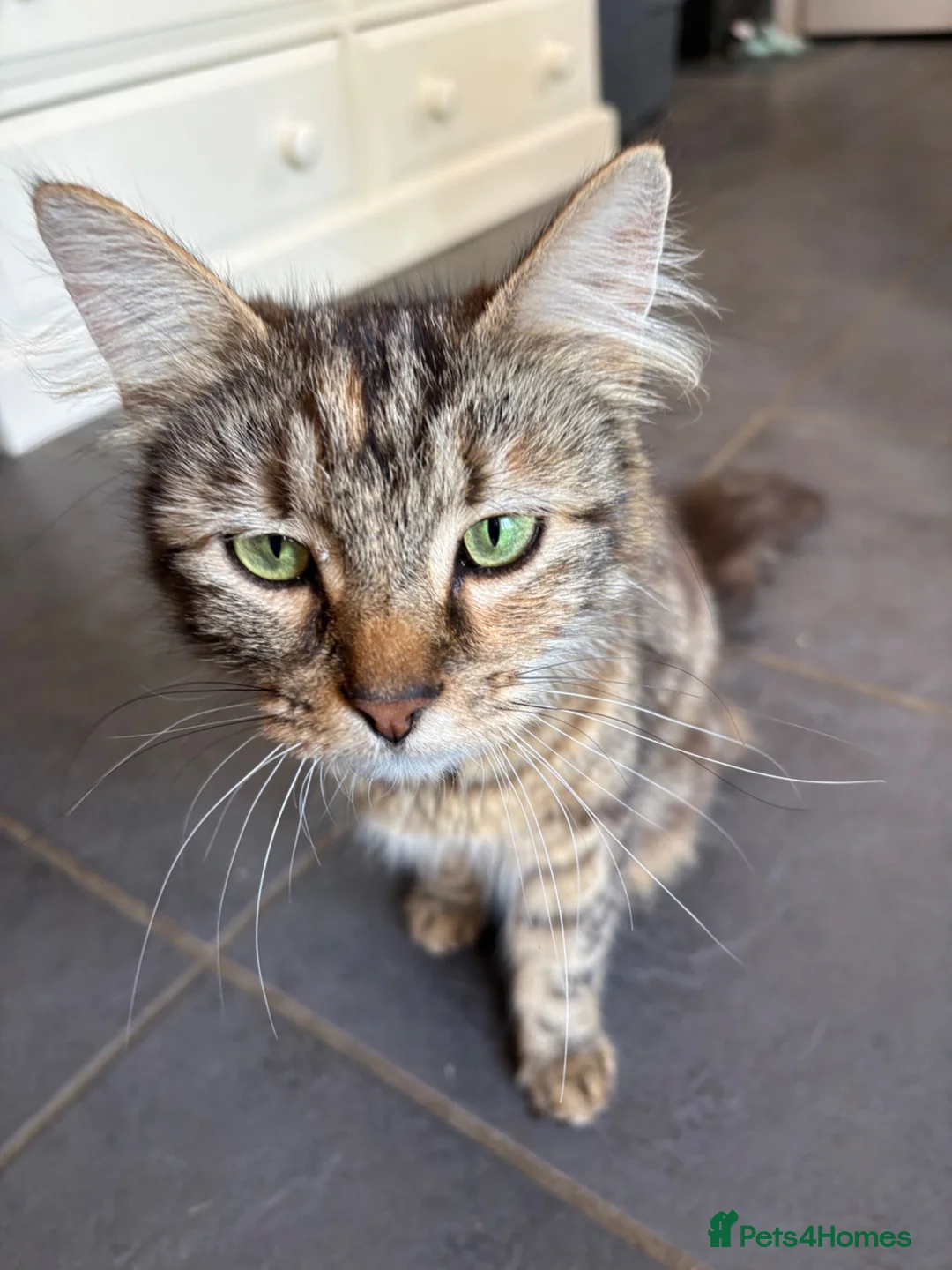 Mixed Breed cats for sale: Tabby brothers-lovely pair - Advert 2