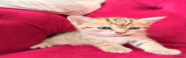 British Shorthair 4