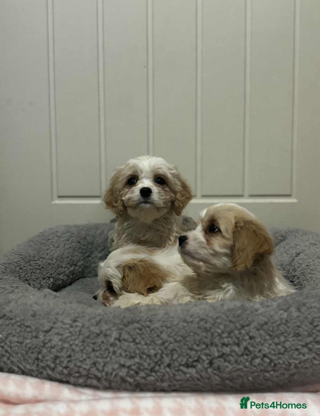 Cavachon dogs for sale: cavachon Puppies  - Advert 6