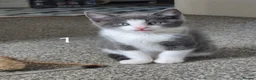 British Longhair cats for sale: Litter of 6 kittens - Advert 37