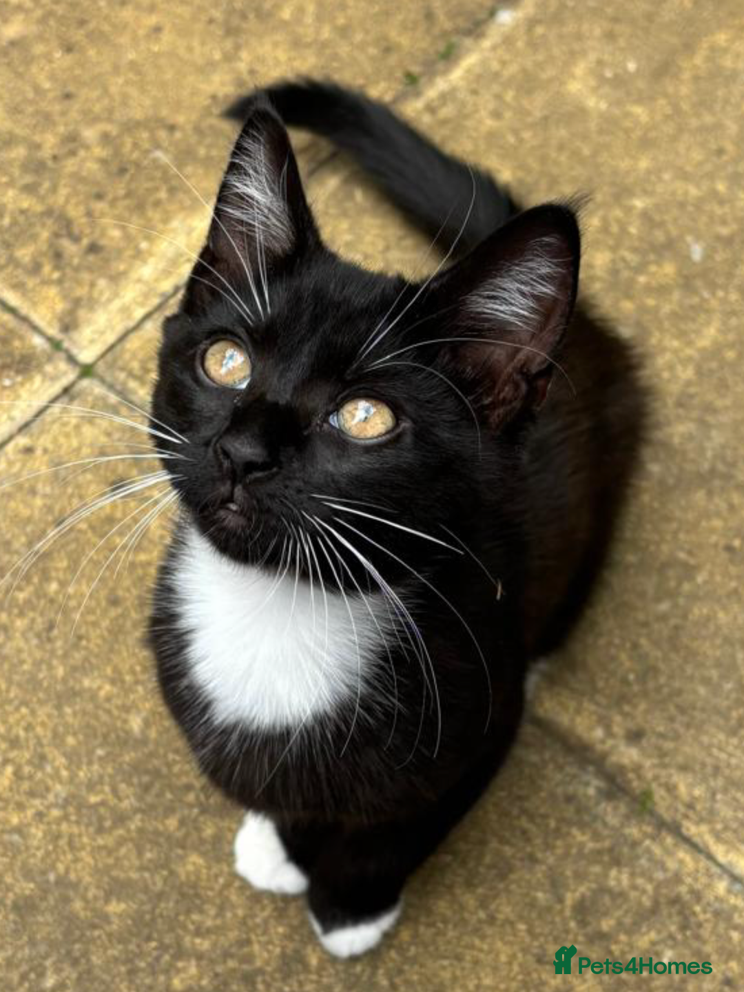 Mixed Breed cats for sale: Kittens looking for their forever home - Image 3