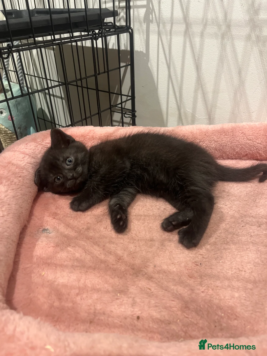British Shorthair cats for sale: 5x British Short Hair Cross Kittens - Advert 2