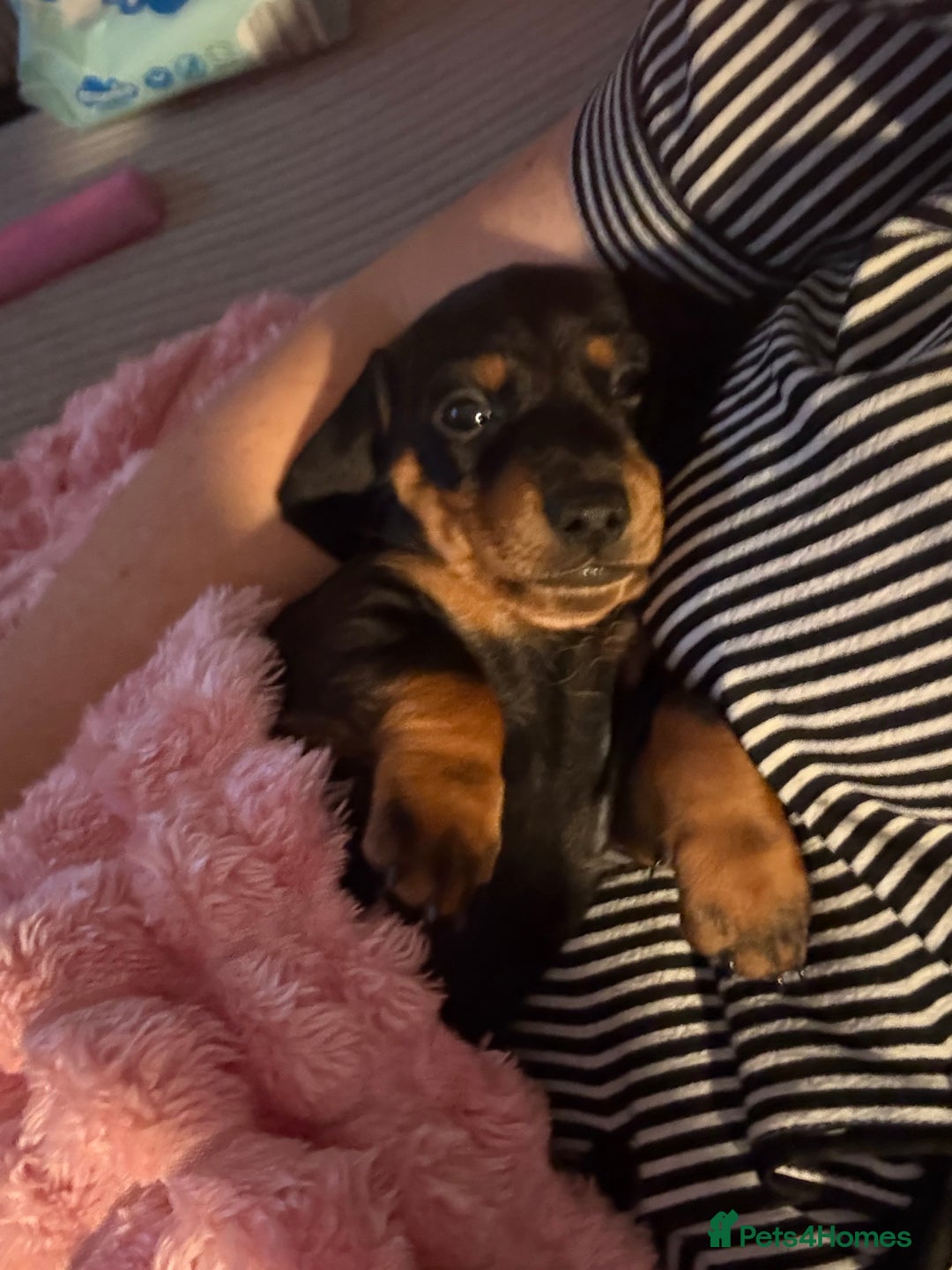 Dachshund dogs for sale: dachshund puppies LAST puppy left  - Advert 15